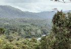 Forest Waqf