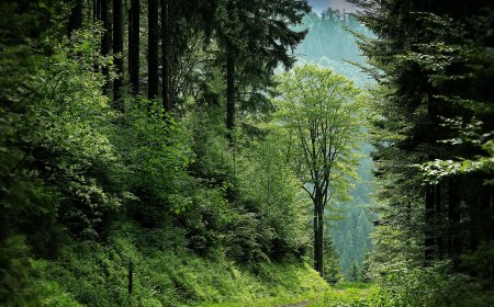 Forests and the balance of nature in Islam