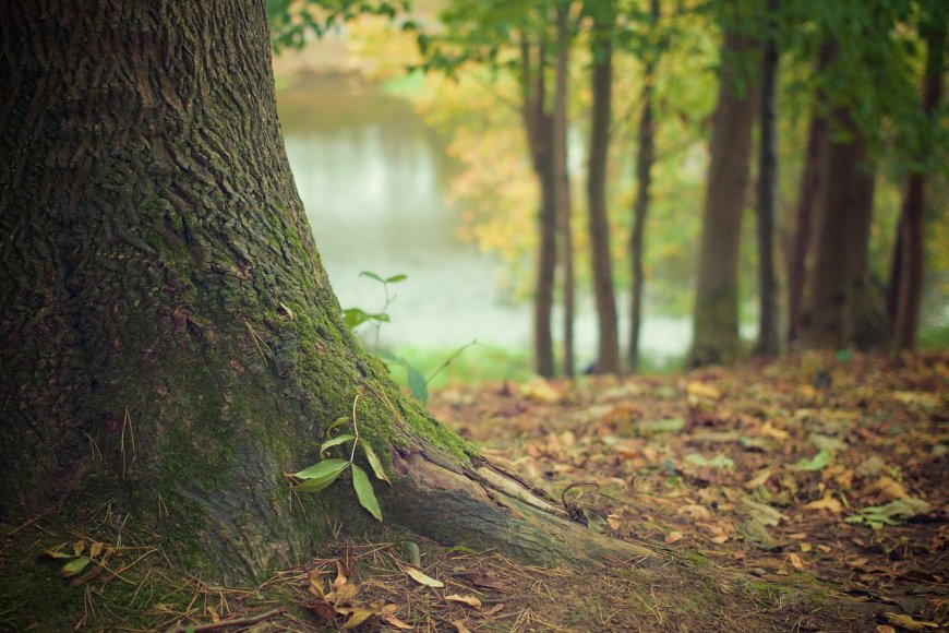 Energy from Green Wood, Explanation of Photosynthesis in the Quran