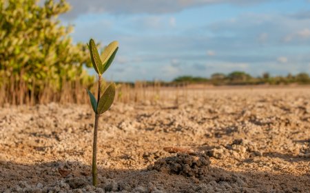 Saat Mangrove Jadi 'Senjata' Perempuan Antisipasi Perubahan Iklim
