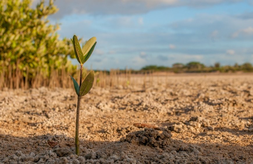 Muslim Women Anticipate Climate Change With Mangrove