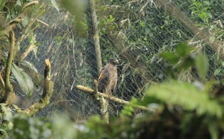 Tadabur Alam, Menjaga Amanah Tuhan di Pusat Suaka Elang Jawa