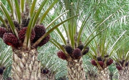 Saat Perkebunan Sawit Ikut Terkena Dampak Perubahan Iklim