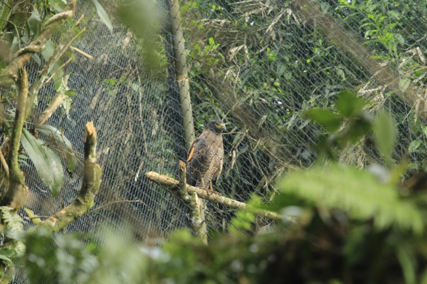 Tadabur Alam, Safeguarding God's Trust at the Java Eagle Sanctuary Center