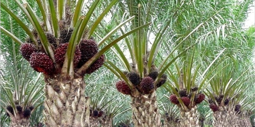 When palm plantations get hit  by climate change