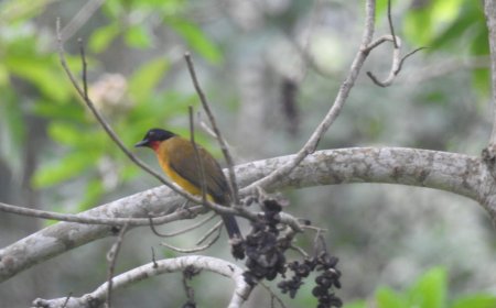Ragam Hayati di Hutan Wakaf Aceh, Kabupaten Jantho, Aceh Besar
