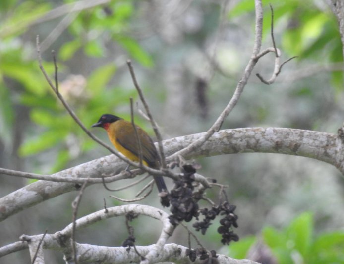 Ragam Hayati di Hutan Wakaf Aceh, Kabupaten Jantho, Aceh Besar