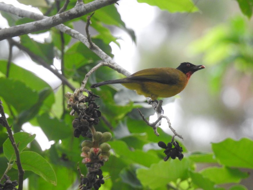 Burung Cucak Delima di Hutan Wakaf Aceh