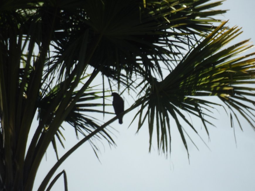 Burung Elang  Ular Bido (Spilornis Chela)