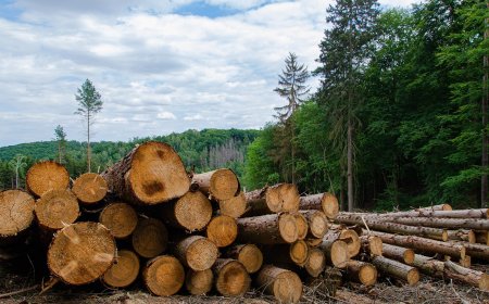 FWI: Deforestasi Terjadi Massif dan Terencana