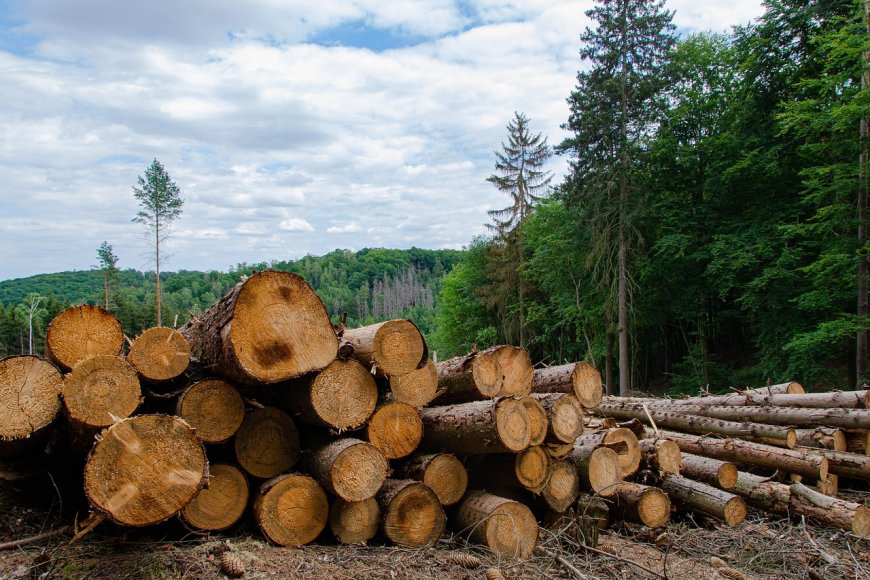 FWI: Deforestasi Terjadi Massif dan Terencana