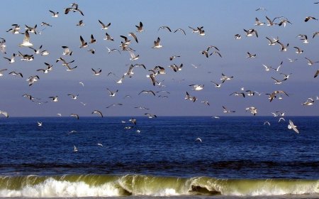 Perjanjian Laut Lepas PBB Mulai Berlaku, Perairan Internasional Harus Dikelola Berkelanjutan